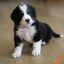 Girl 2 - Black rust and white female Bernese Mountain Dog puppy in Walnut Creek, Ohio from Emerald Acres Bernese