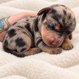 Gomez - Dapple male Dachshund puppy in Bartlett, Illinois from Dachshundsnextdoor