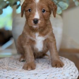 Rooster - male Bernedoodle puppy in Yuciapa, California from AlltheDoodlez_