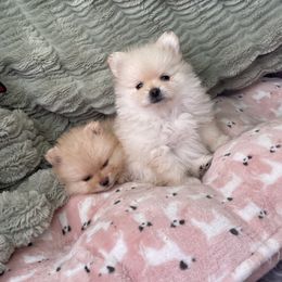 Pomeranian Puppies from Floki & Fibi Pomeranians