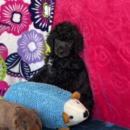 Girl 3 - Poodle puppy in Salisbury, North Carolina from Delovely Standard Poodle’s & Rottweiler’s