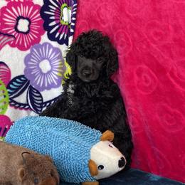 Girl 3 - Poodle puppy in Salisbury, North Carolina from Delovely Standard Poodle’s & Rottweiler’s