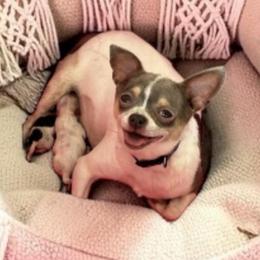 MaeJae - Chihuahua