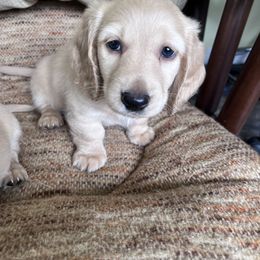 Dachshund Puppies from KT Canines, LLC