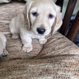 Dachshund Puppies from KT Canines, LLC