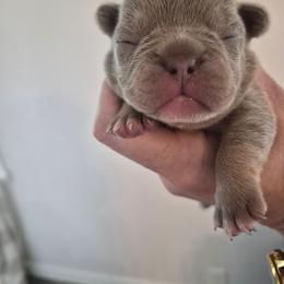 Madison - Blue female French Bulldog puppy in Salina, Kansas from Peace Love frenchies