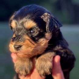 Boy 2 - male Miniature Schnauzer puppy in Pflugerville, Texas from K&K Precious Tx schnauzers