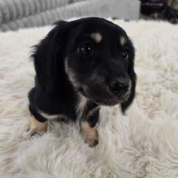 Ralph - Black and cream male Dachshund puppy in Price, Utah from Stone Kennels