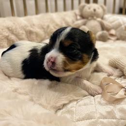 Yorkshire Terrier puppies from OK Puppies LLC