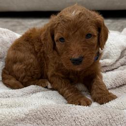 Blue collar - Red  male Goldendoodle puppy in Ridgewood, New Jersey from Jessie’s Doodles