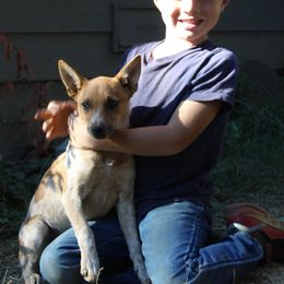 Australian Cattle Dog and Chihuahua Puppies from Cherished Chihuahuas