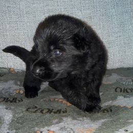 Black Boy - Yellow Collar - Black male German Shepherd puppy in St. Cloud, Florida from Pray Love Shepherd Kennels