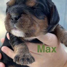 Max - Black and tan male Cavalier King Charles Spaniel puppy in Ormond Beach, Florida from Parkside Cavaliers