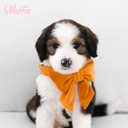 Muffin - Sable female Bernedoodle puppy in Diamond Bar, California from Furrytaildoodles