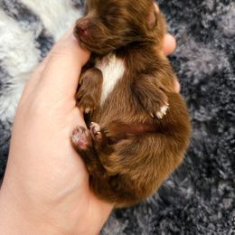 Pomeranian Puppies from One Moore Pom