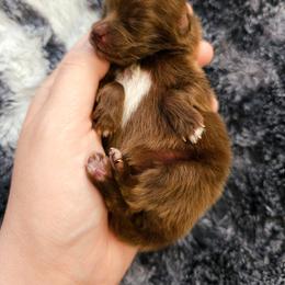Pomeranian Puppies from One Moore Pom