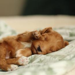 Boss - Red  male Goldendoodle puppy in Eagle Mountain, Utah from Lady Paws Puppies