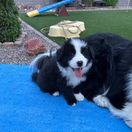 Black legs - Black and white male Border Collie puppy in Litchfield Park, Arizona from Dragonfly BC Puppies (Champion Lineage)