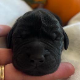 Green Bean Casserole (Cassie) - Black female Labrador Retriever puppy in Taylors, South Carolina from Spring Water Labs of the Carolinas