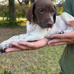 Boy 4 - Liver and white male German Shorthaired Pointer puppy in Morriston, Florida from Golden Pointers
