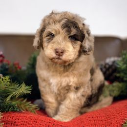 Nutmeg - Brown female Bernedoodle puppy in Queen Creek, Arizona from Dulcito Doodles