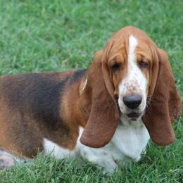 Myrtle - Basset Hound