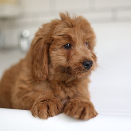 Millie - Apricot female Goldendoodle puppy in Stevens, Pennsylvania from Derek & Alexia Martin puppies