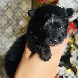 Snowflake - Black parti female Pomeranian puppy in Monroe, Georgia from Beastly Beauties Huskies & Pomskies