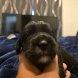 Midnight White - Black female Labradoodle puppy in Commerce City, Colorado from Playful Paws Labradoodles