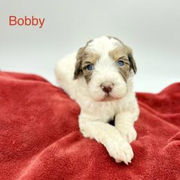 Bobby - Parti male Goldendoodle puppy in Rome, Georgia from Victoria’s Designer Doodles