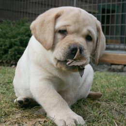 Labrador Retriever Puppies from Cecilie Drege