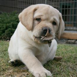 Labrador Retriever Puppies from Cecilie Drege