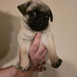 Beatrix - Fawn female Pug puppy in Vale, North Carolina from Von Katzenstein Kennel