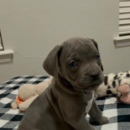 No collar - Gray female Cane Corso puppy in Fritch, Texas from Carrie Brown's Cane Corsos