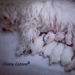 Coton de Tulear Puppies from Classy Cotons
