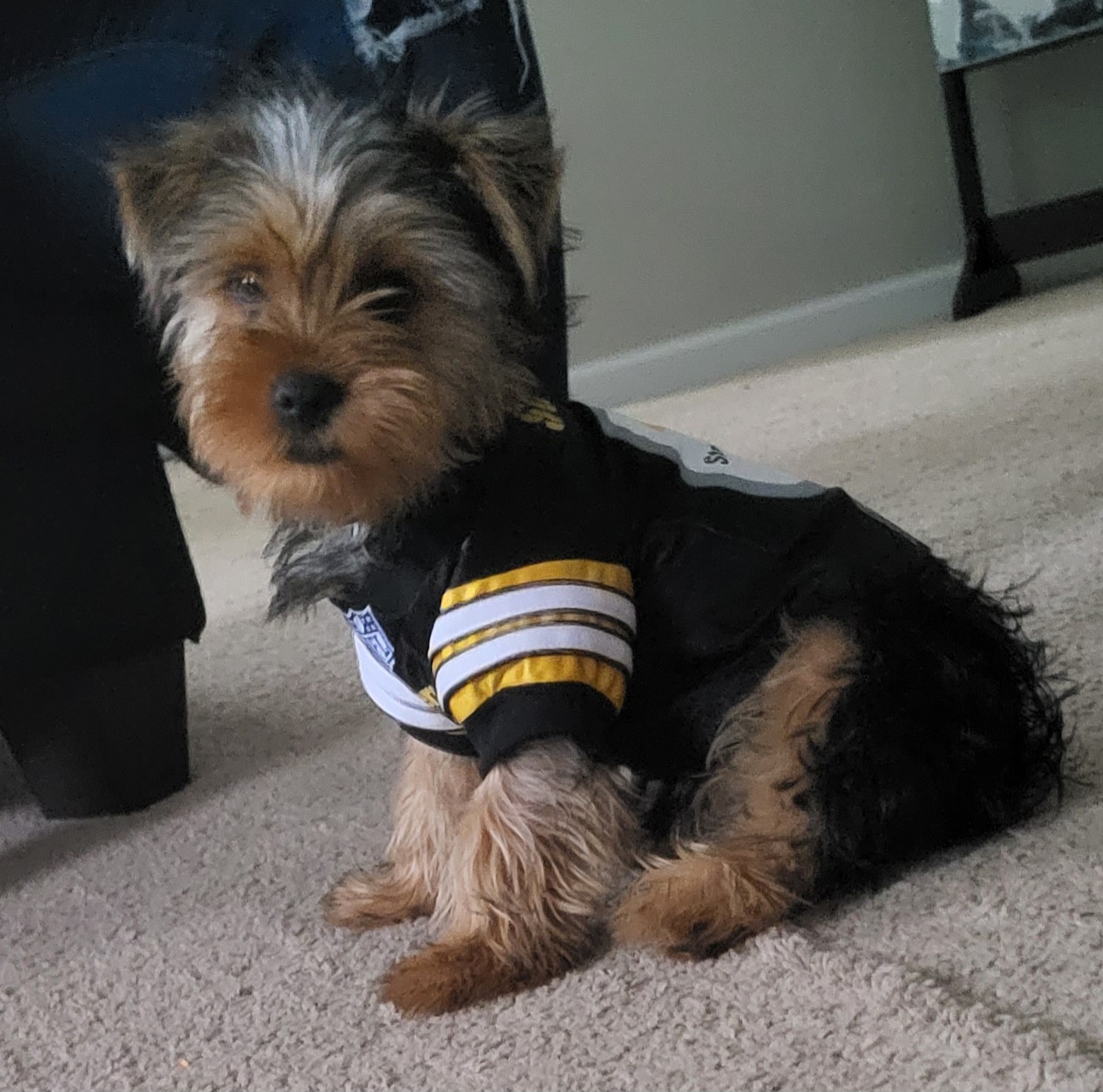 Yorkshire Terrier All Grown Up from Sweet Georgia Yorkies