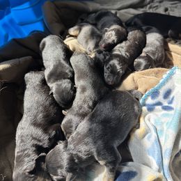 German Shepherd Puppies from Von Arc German Shepherds