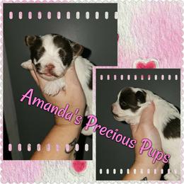 Jamila - Chocolate, tan and white female Yorkshire Terrier puppy in Wartburg, Tennessee from Amanda's Precious Pups