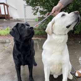 Labrador Retriever puppies from Bear Bones Labradors