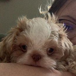 Shih Tzu Puppies from Sugar Paws Heavenly Shih Tzu’s