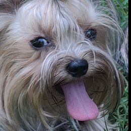 Sweet - Yorkshire Terrier