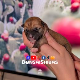 NARI - Red female Shiba Inu puppy in Minnesota from BonsaiShibas