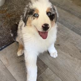 Light Blue-Sage - Blue merle male Australian Shepherd puppy in Carson City, Nevada from Miska’s Australian Shepherds