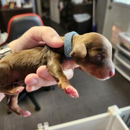 Boy 1 - Chocolate and tan male Dachshund puppy in Amarillo, Texas from Panhandle Dashing Doxies