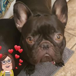 Violet - French Bulldog