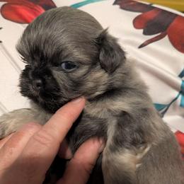 Blue sable boy - Blue male Shih Tzu puppy in Surry, Maine from McKayla Hairston