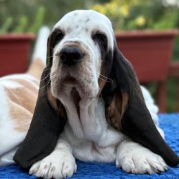 Wizard - Black white and brown male Basset Hound puppy in Poplar Bluff, Missouri from Ozarks Bassets