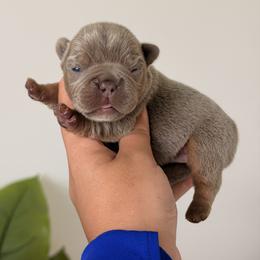 French Bulldog Puppies from Infinity French Bulldogs