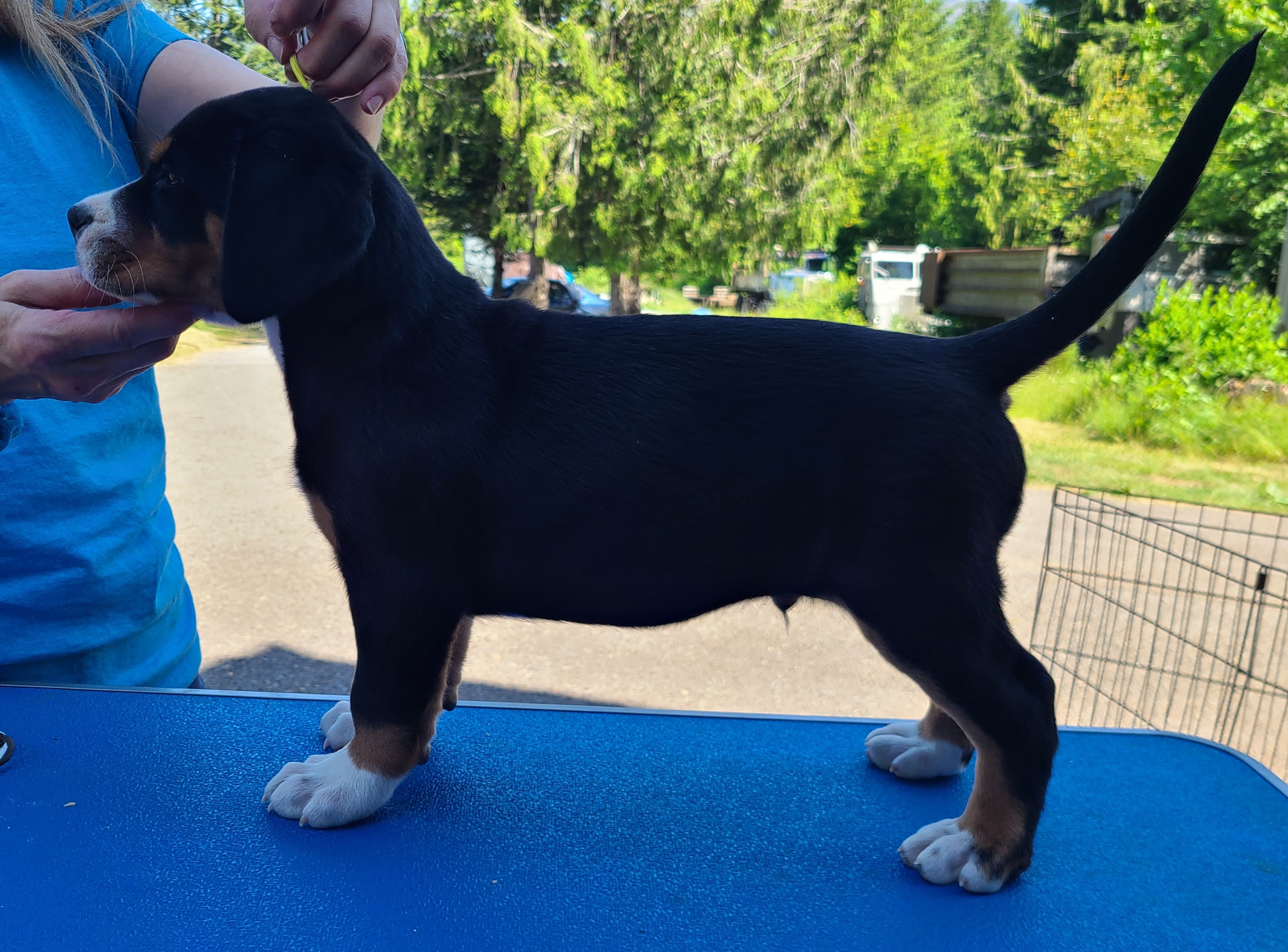 Greater Swiss Mountain Dog Puppies from Hoberg's GSMD