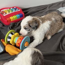 Jacki - Merle female Bernedoodle puppy in Sturtevant, Wisconsin from Raising Doodles